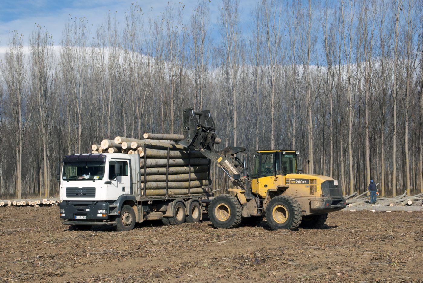 Se estabilizan las subastas de madera en el tercer trimestre del año