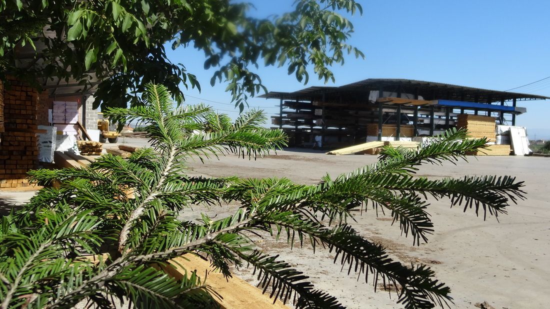 Montse Borniquel: “El sector público también cree en la madera”