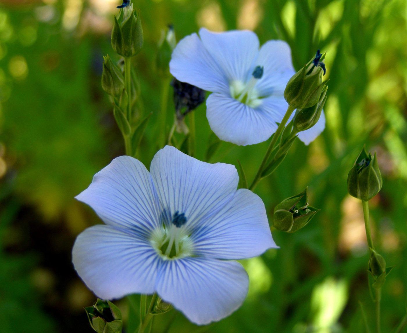 KLUMPP Coatings presenta “Natural OnLine Oil System”