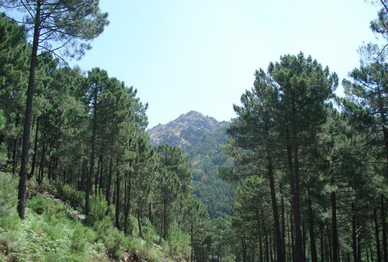 En el siglo XXI se hace imprescindible conocer y proceder para preservar nuestros montes