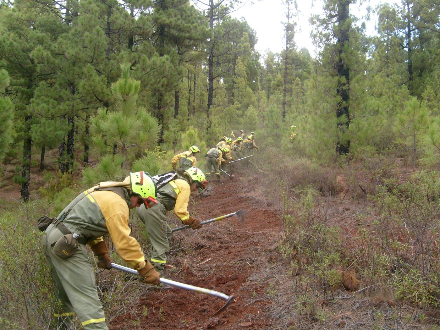 “La Junta de Castilla y León ningunea a las titulaciones forestales universitarias”