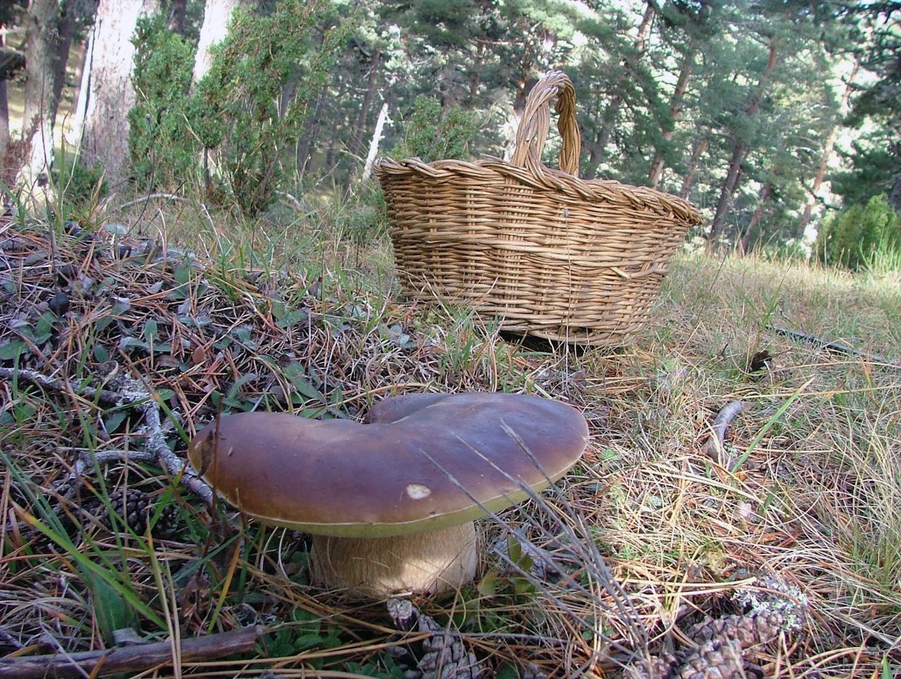 II Jornadas Micológicas en ULTZAMA