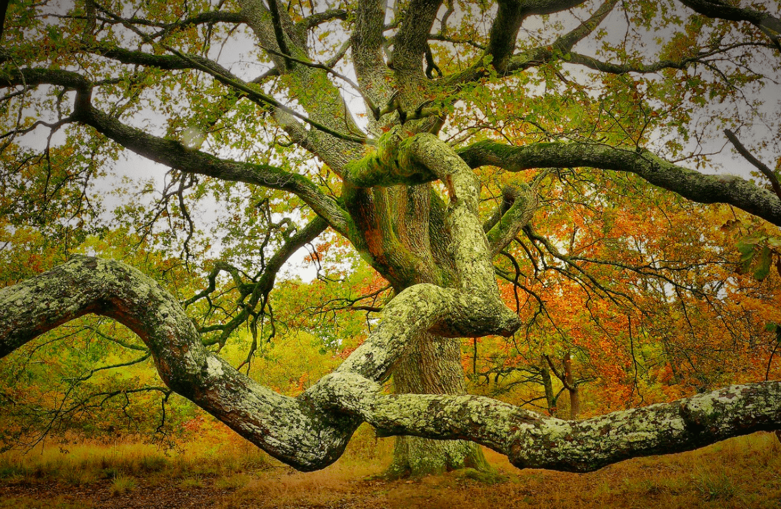 Fantasía natural: Formas inesperadas de los árboles