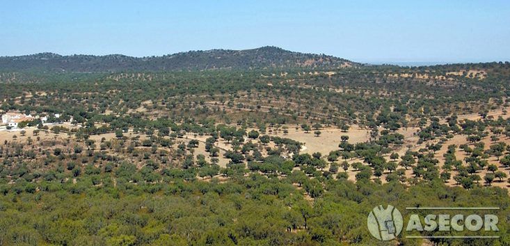 Extremadura contará con una ruta turística sobre el corcho