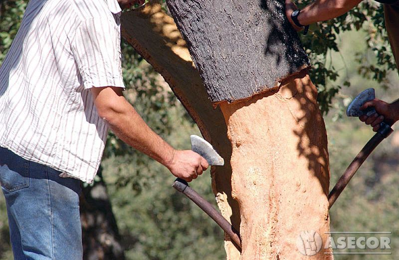 GO SUBER presenta un innovador proyecto para modernizar  y dar mayor seguridad en la extracción del corcho