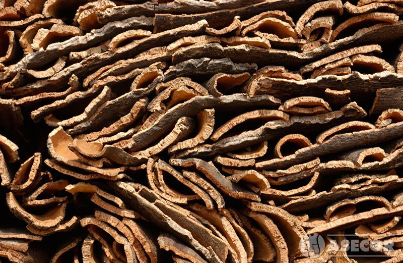 FSC lidera un proyecto internacional sobre corcho natural 