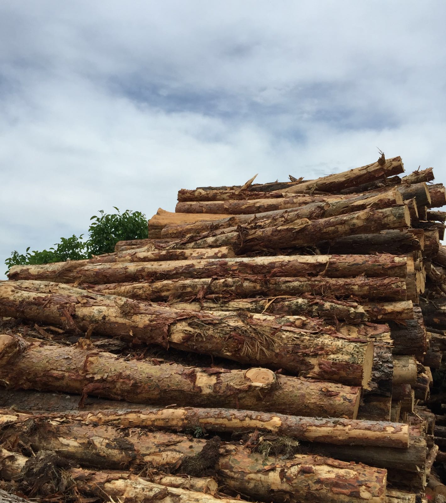 El pasado año se subastó en España madera por un valor de 103,8 millones de euros