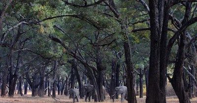 MADINTER proyecta plantar árboles de ébano