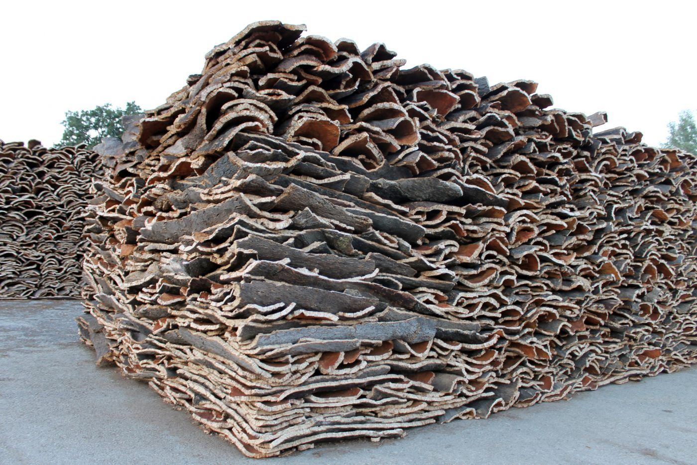 El corcho frente al déficit de gestión forestal