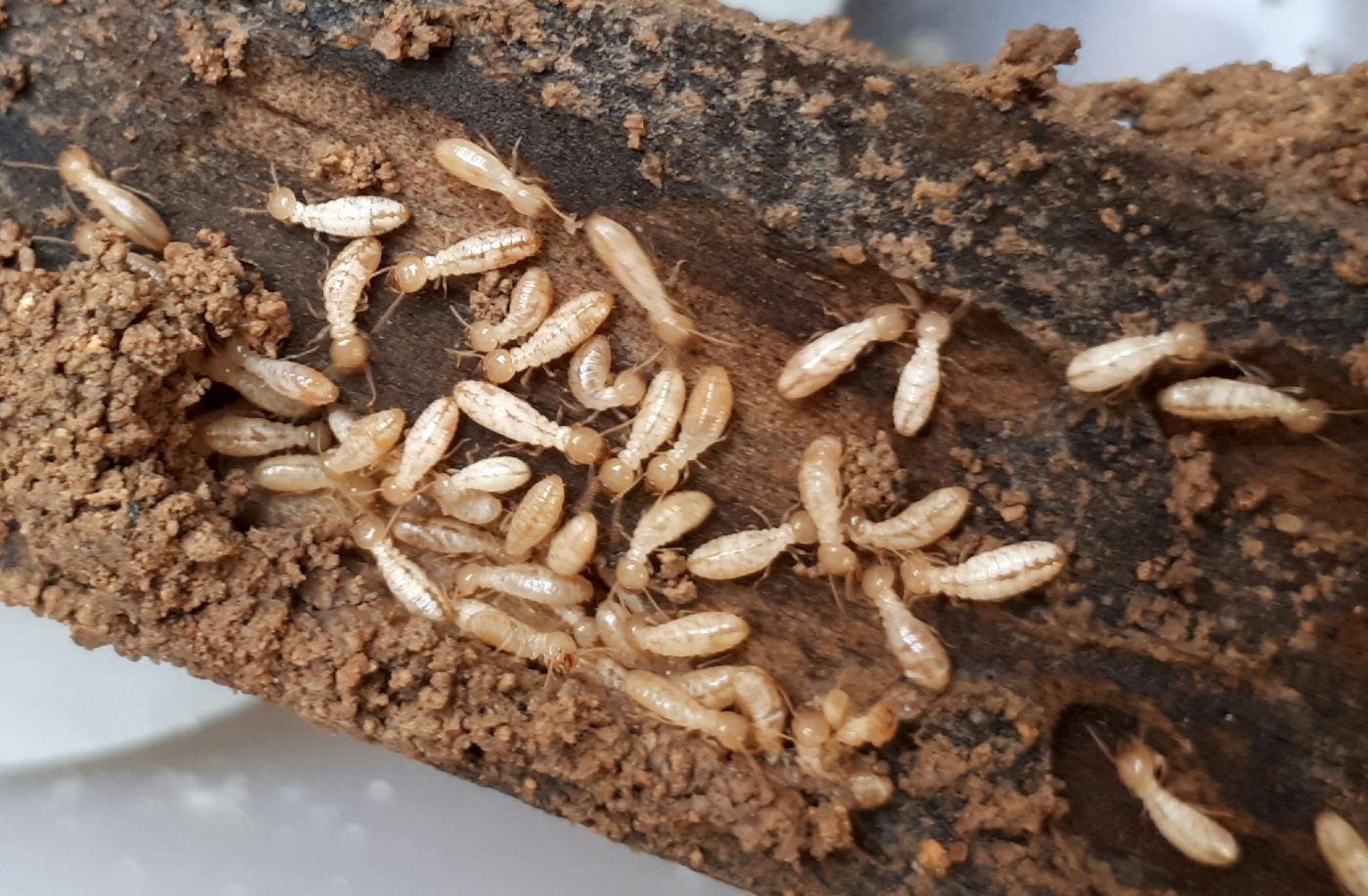 Un pueblo de Guadalajara, amenazado por las termitas