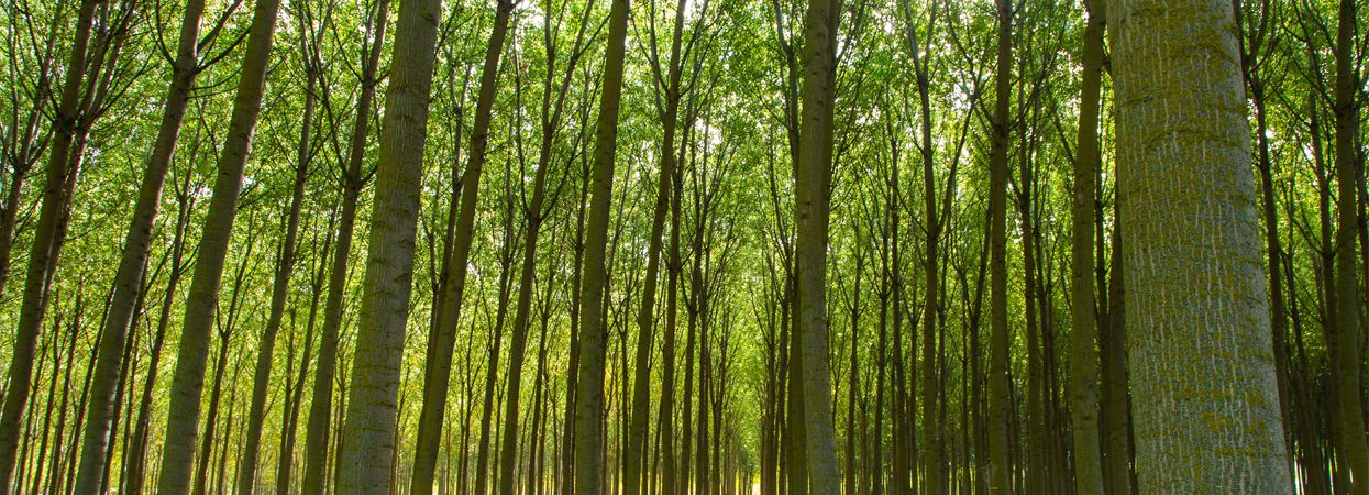 Choperas, el bosque protector