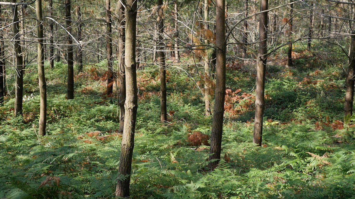 CENTRAL FORESTAL cumple 50 años de liderazgo en el suministro de madera y biomasa