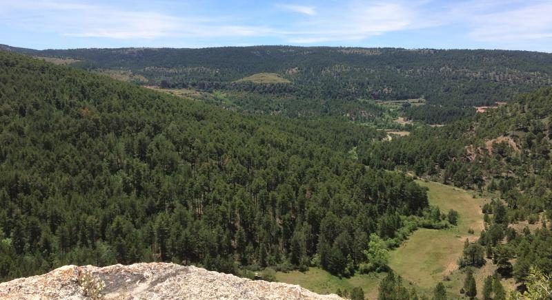 PEFC pone en valor el trabajo de selvicultores, gestores y profesionales del sector