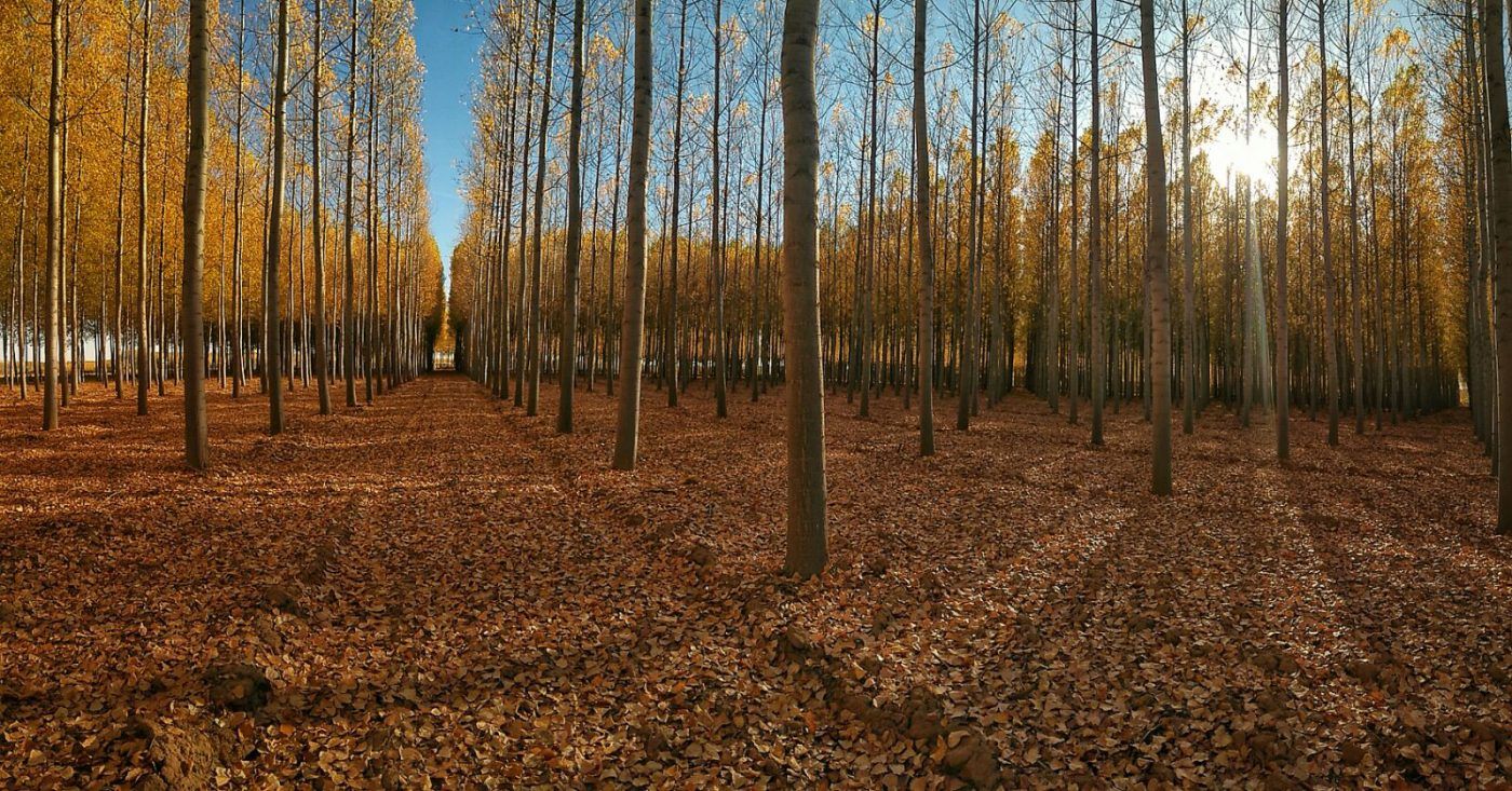FAFCYLE organiza su segunda subasta del año de chopos