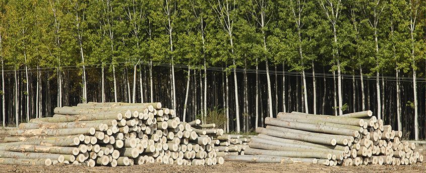 Bajada en el precio de adjudicación de la madera del chopo