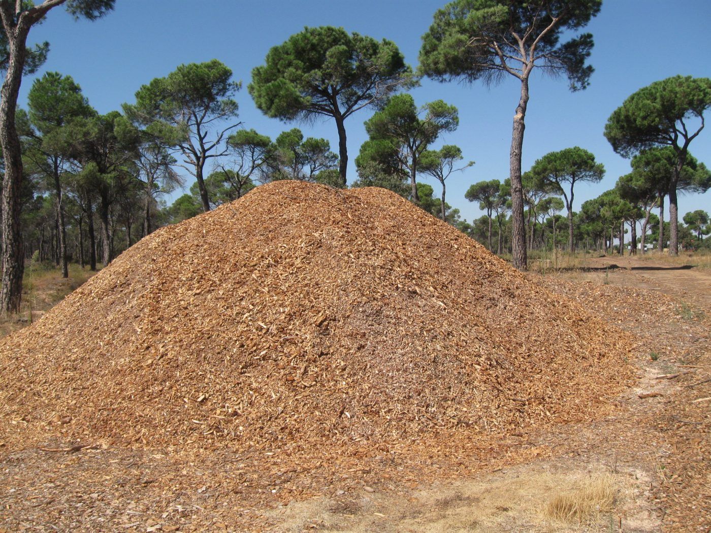 El Gobierno de Castilla-la Mancha apuesta por la sustitución de calderas de energía fósil por biomasa forestal para reducir la emisión de CO2 a la atmósfera