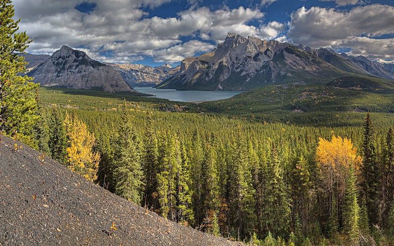 Canadá: una fuente fiable de productos forestales legales
