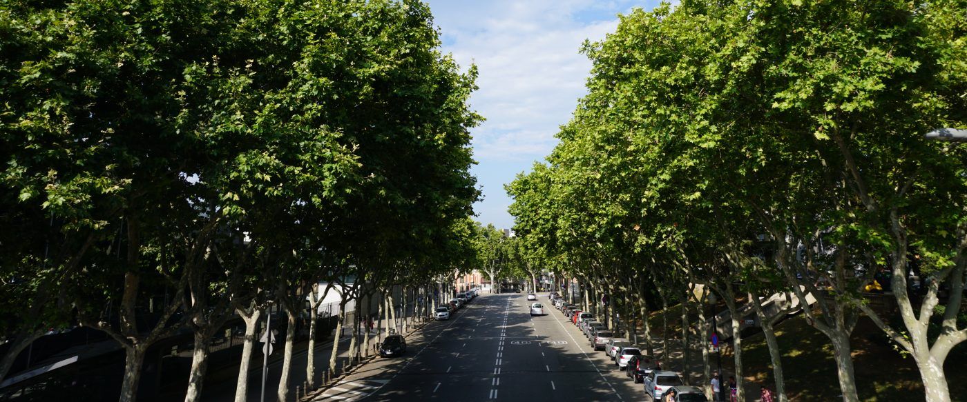Las ciudades españolas necesitan contar con planes de gestión del arbolado urbano