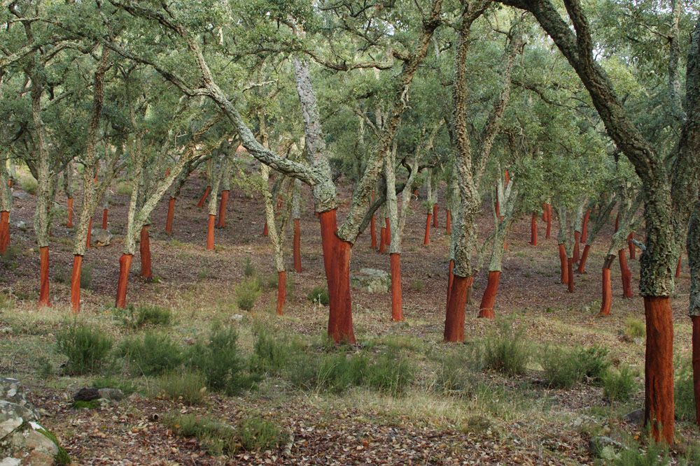 Corcho, bioeconomía y adaptación al cambio climático