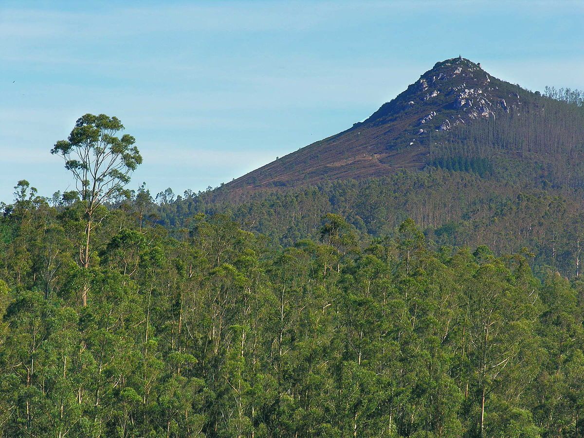 Galicia, líder en el avance de la certificación forestal
