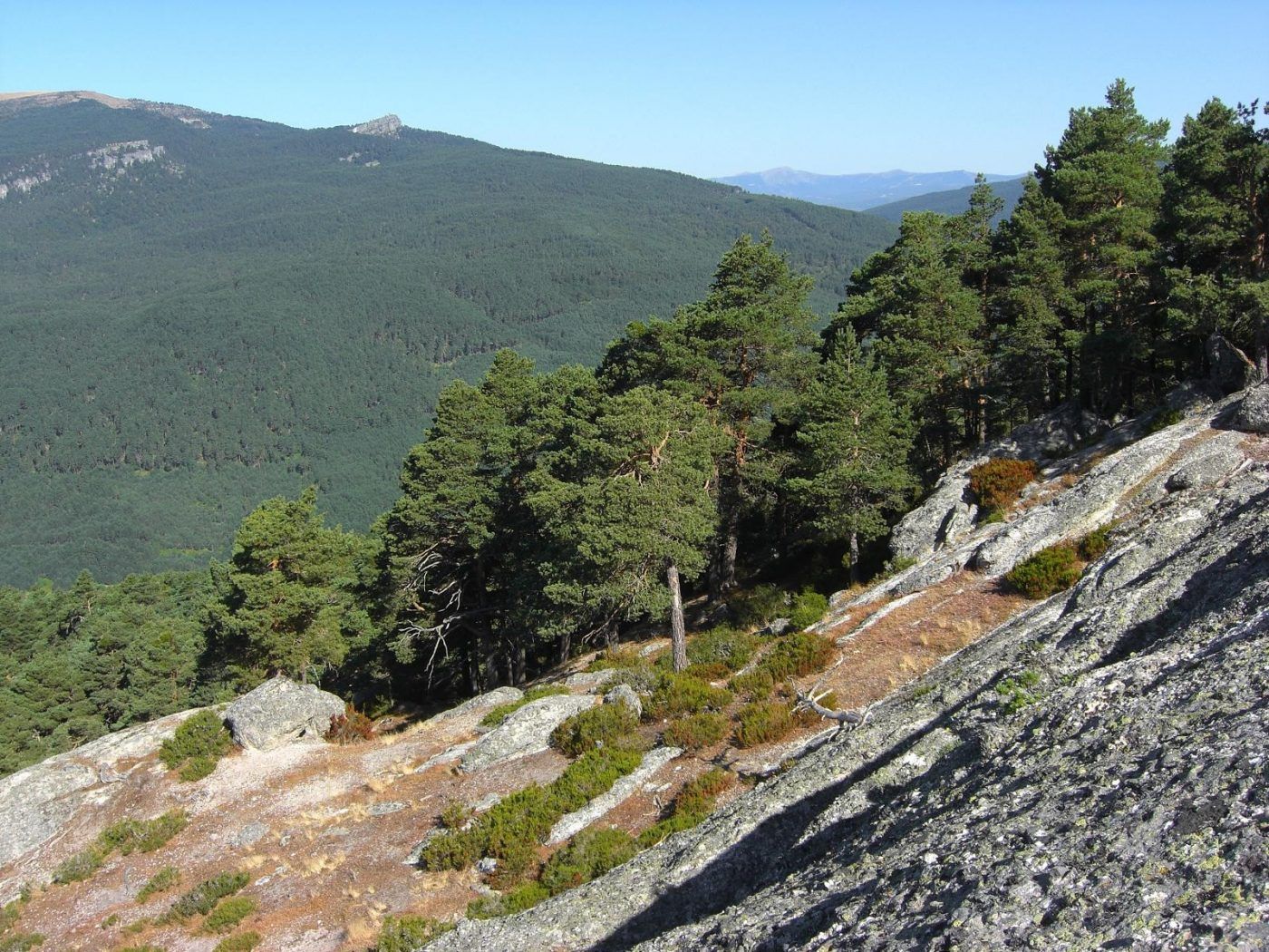 Silvicultura y gastronomía del ajo carretero