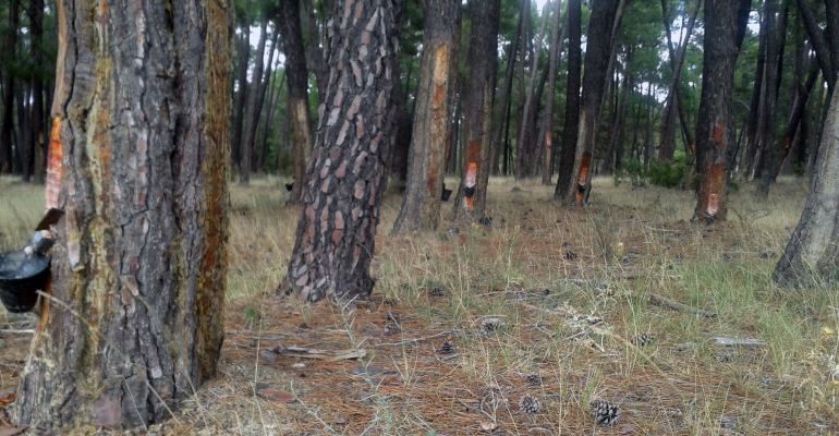El pueblo de Iniéstola es pionero en Guadalajara en emplear a los resineros todo el año