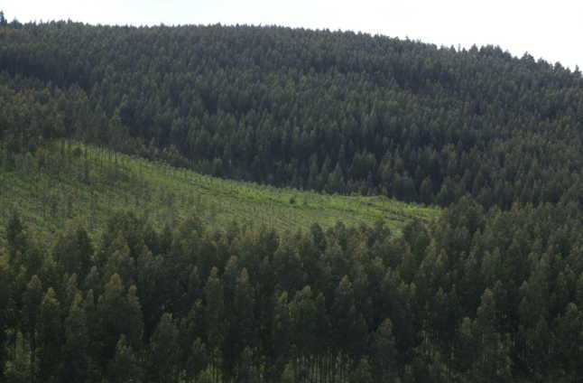 “El monte no se queja, ni da votos, por eso vivimos esta situación de abandono”