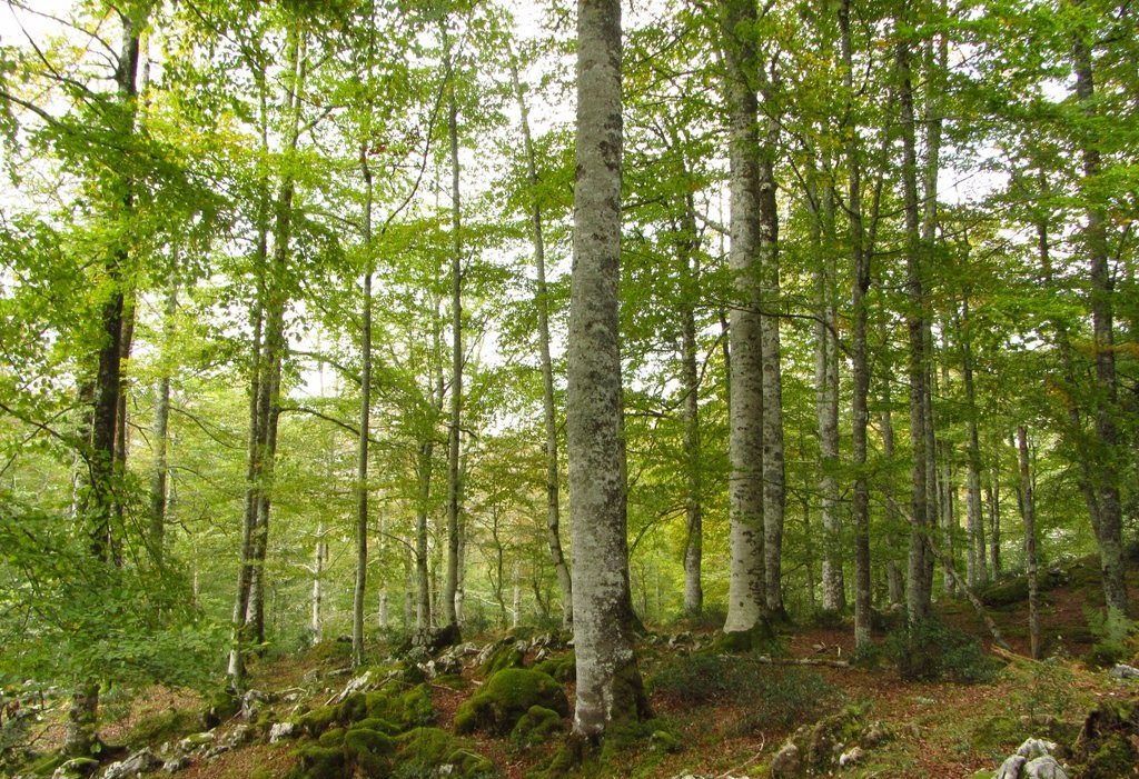 El FBYCC organiza la jornada “Bosques, mecanismos de mercado y oportunidades”