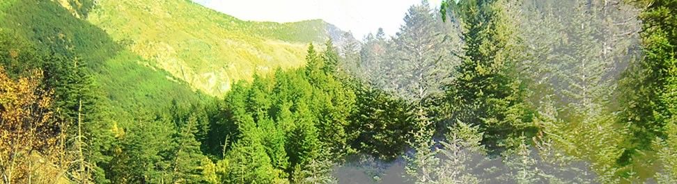 Los bosques son vitales para España