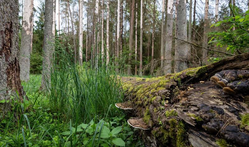 El Tribunal Europeo condena a Polonia por talas en el bosque protegido de Bialowieza