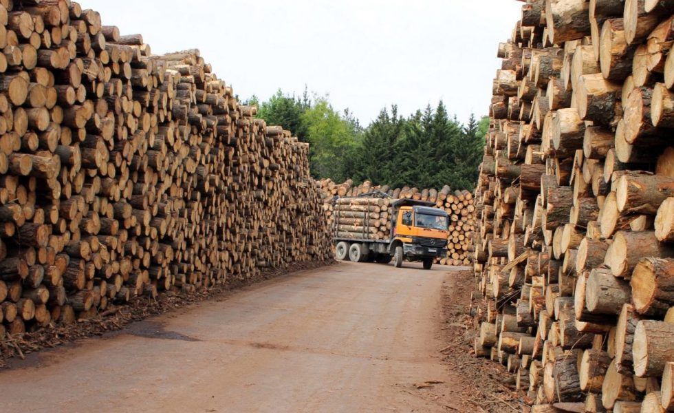 “Los aserraderos de tamaño medio soportaron mejor la crisis”