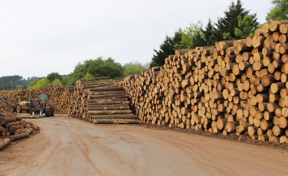 PEFC crece en sostenibilidad en 2020 gracias a un sector forestal más resiliente