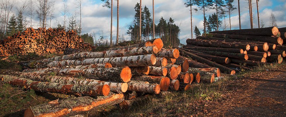 Duruelo de la Sierra, referente mundial en el sector de la biomasa