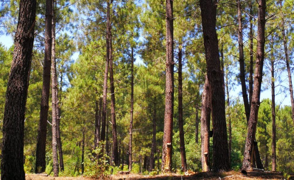 “La extracción de resina en España no está optimizada”