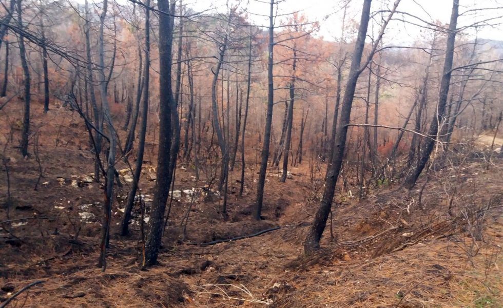 VEOLIA colabora en la prevención de incendios forestales a través de su compañía de biomasa ENERBOSQUE