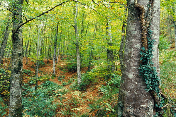 Nace SAGEFER, un Sistema Integrado de Apoyo a la Gestión Forestal en Red