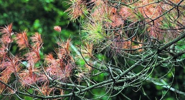 BASKEGUR reclama medidas inmediatas para frenar la enfermedad de las bandas de las acículas de los pinos