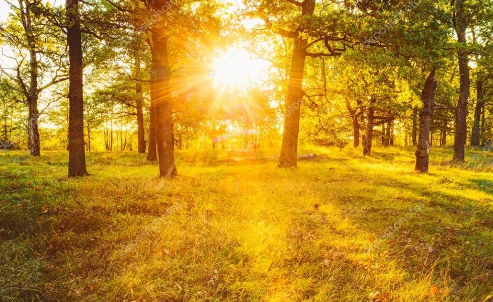 El deterioro de los bosques españoles en su lucha contra el cambio climático