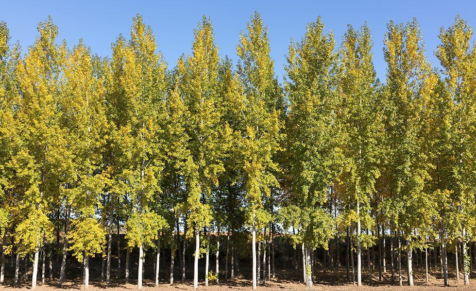 Más madera e industria local sostenible para tiempos difíciles