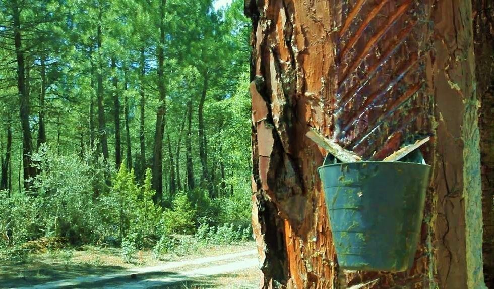 Madrid acoge el workshop “Monitoreo y modelización de recursos de resina en un contexto de cambio climático”