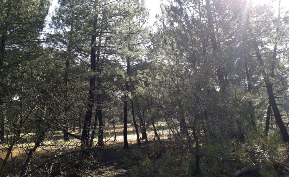 ASFOVA y Ayuntamiento de Iscar promueven la agrupación de parcelas para evitar el abandono de pinares