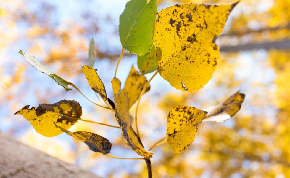 RECONECTA lanza herramientas para revitalizar actividades sostenibles en fincas forestales privadas