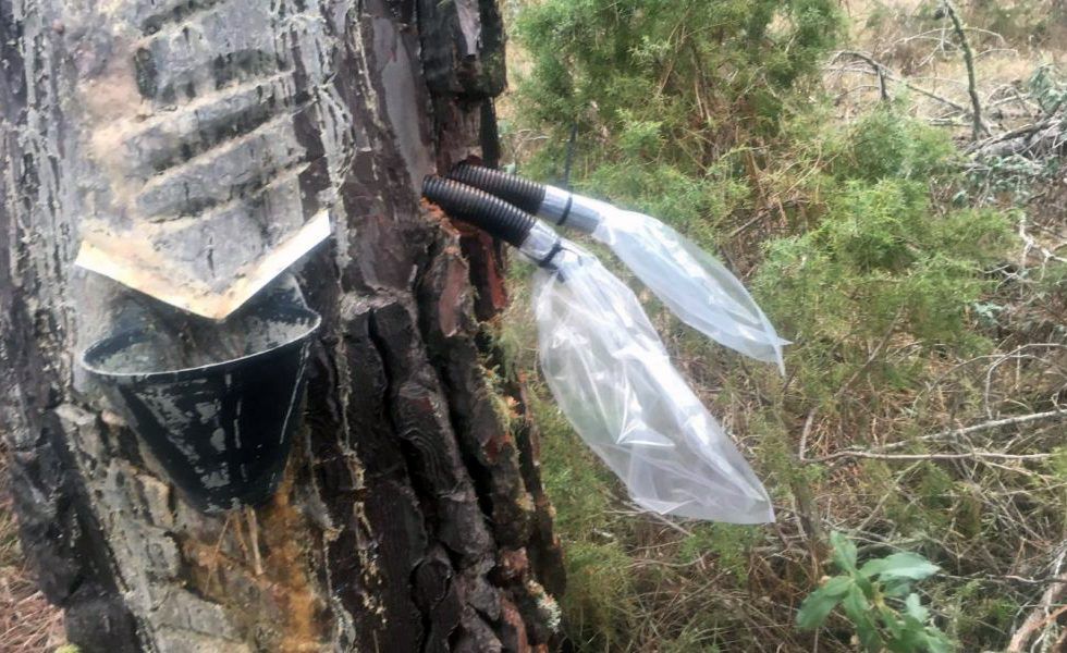 Métodos innovadores en la extracción de resina se abren camino frente a la técnica tradicional