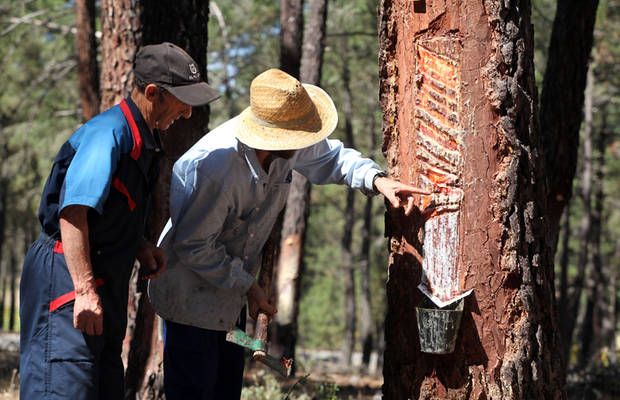 SustForest Plus abre paso hacia el emprendimiento en el sector resinero