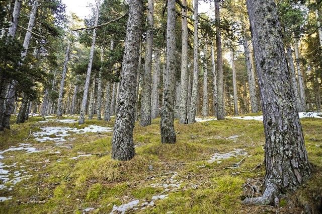 COFORESTA incorpora un nuevo miembro de ámbito internacional