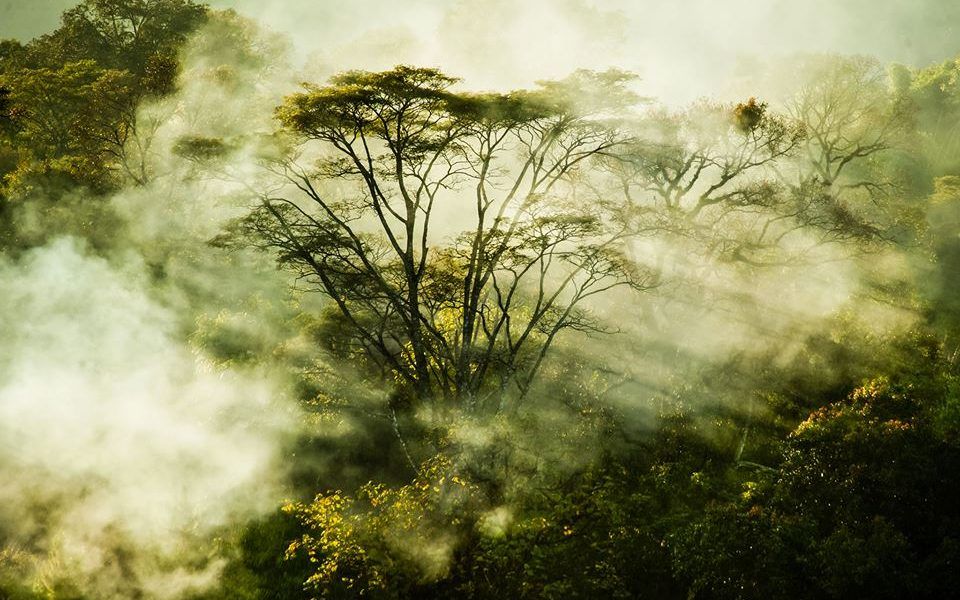 Los gestores forestales de FAIR&PRECIOUS confían en los más altos estándares ambientales y sociales que existen