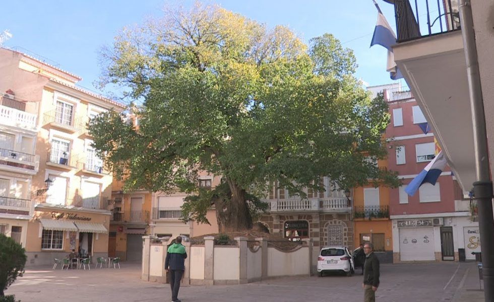 Un olmo centenario de Castellón aspira a convertirse en Árbol Europeo del Año