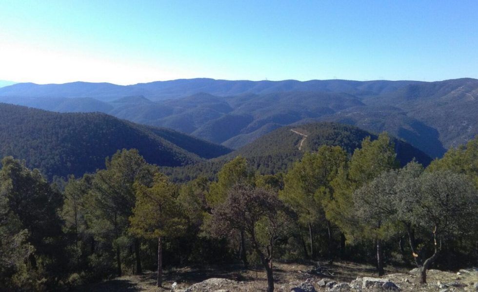 Diseñar y aplicar medidas de estímulo a la gestión forestal para evitar el abandono del 55% de nuestro territorio