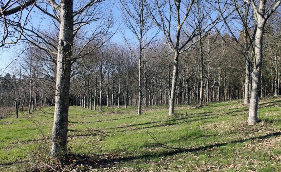 “Hay que dar certeza y estabilidad a la propiedad forestal”