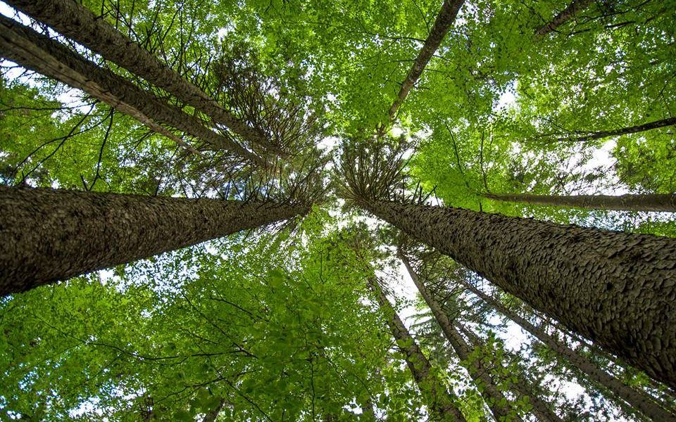 Concluye el estudio de FSC para lograr bosques más resistentes al cambio climático